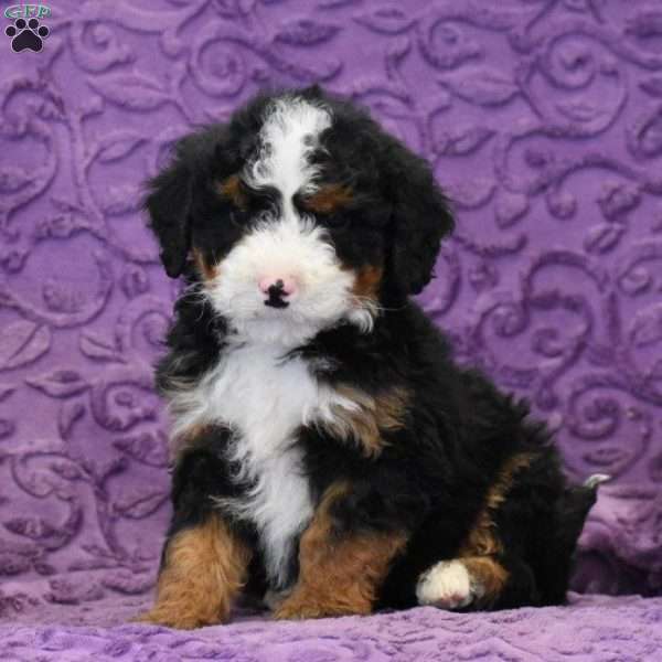 Dude, Mini Bernedoodle Puppy